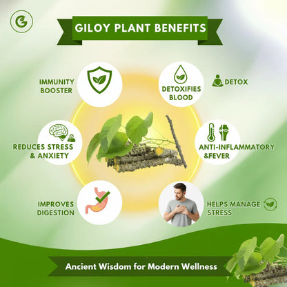 Ayur Glow Fix Giloy 💚🌿 (Buy 10 Get 10 Free🔥🔥)